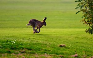 Lees meer over het artikel Blog- Het haasje