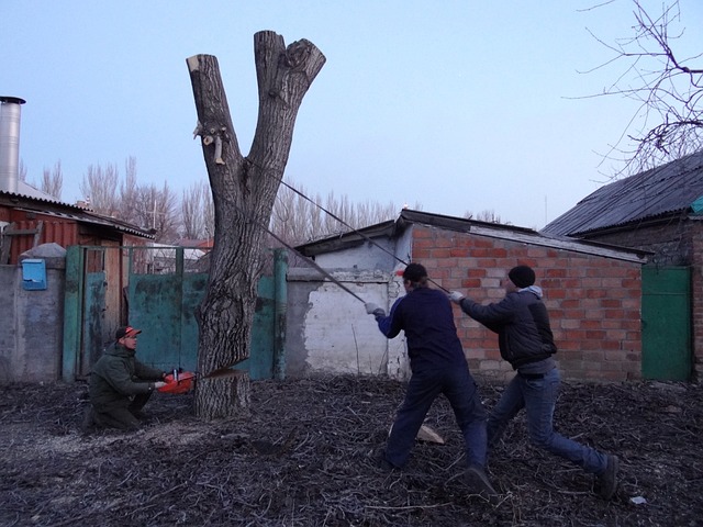 plant een boom