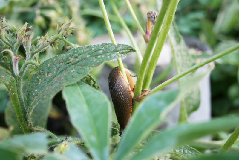 Je bekijkt nu Slakken, de hel voor elke tuinier.